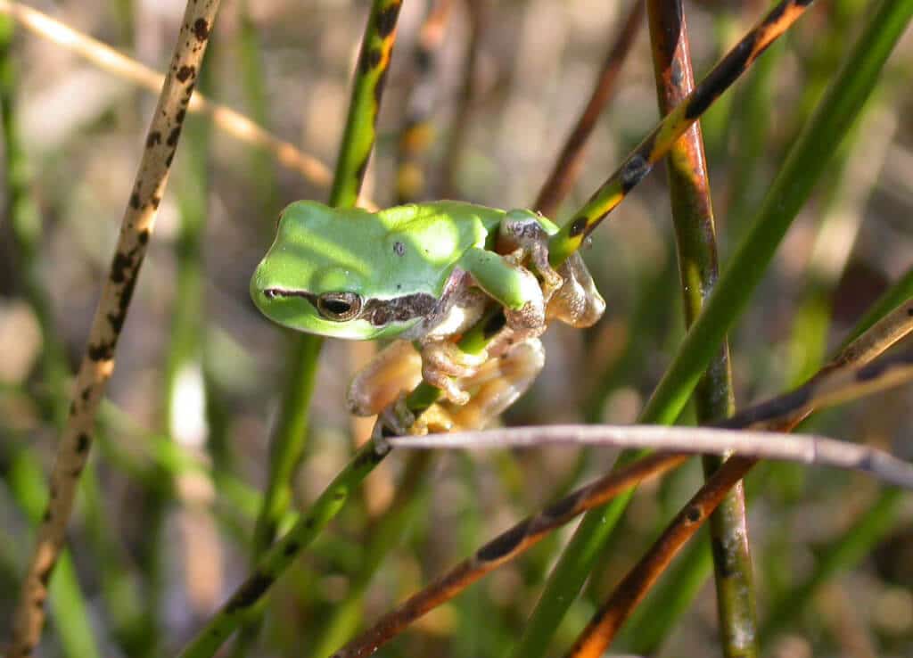 Grenouille