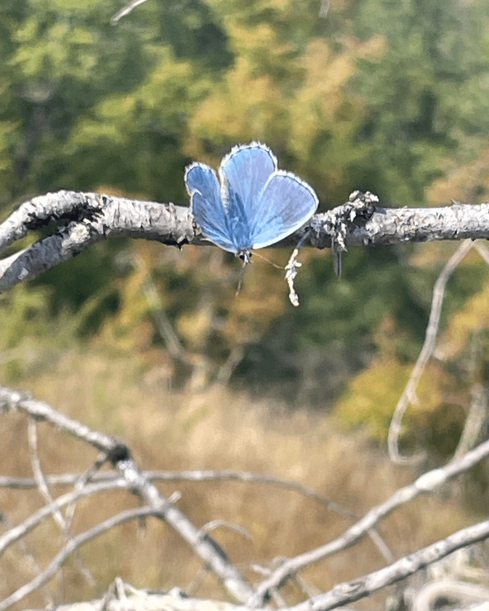 un papillon au Vallon de Bébinet