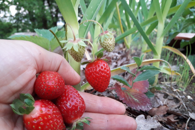 Le chantier du potager