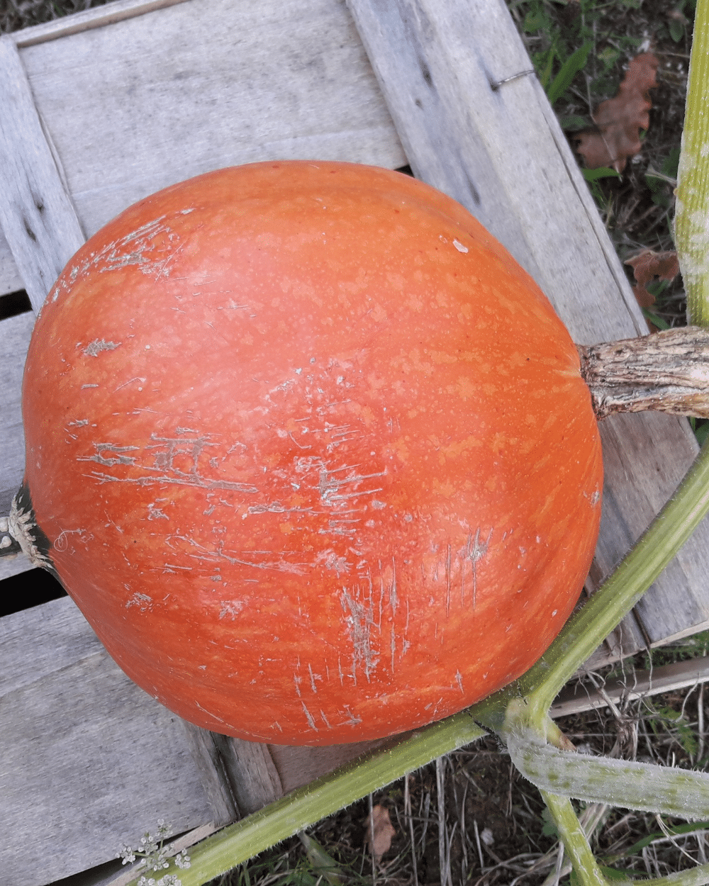 Récolte au potager Vallon de Bébinet
