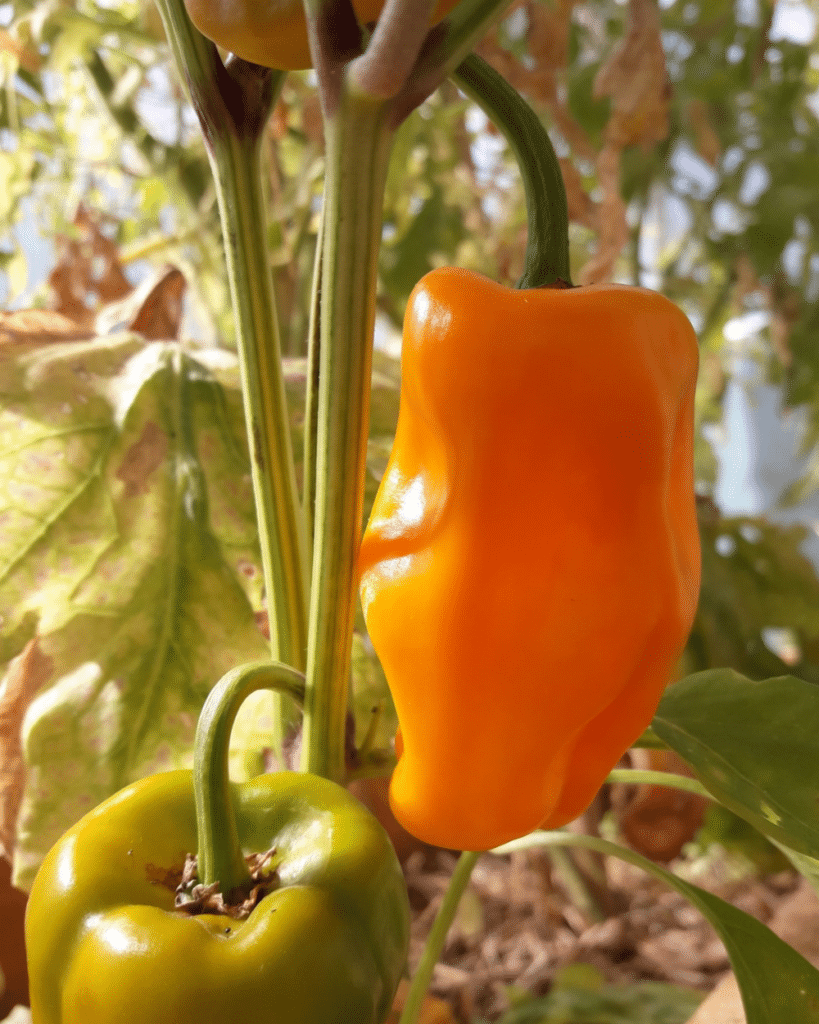 Récolte au potager Vallon de Bébinet